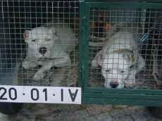 C�es aguardam a sua hora