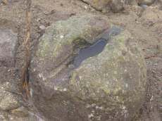 Peso de lagar de azeite medieval