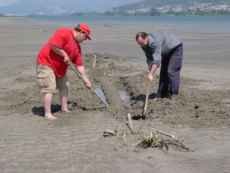 Desenterrando tronco