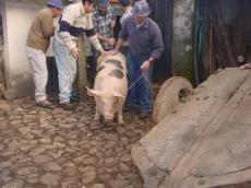 Porco sai do cortelho..