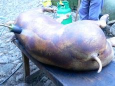 Ma�arico tamb�m � utilizado