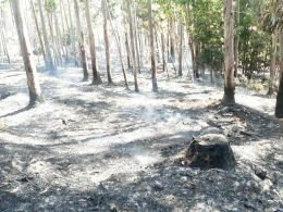 Matas por detr�s da sede da Junta dizimadas pelo fogo