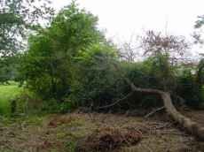 Junta desbravou 4 Hectares...