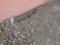 �gua brota das funda��es da casa