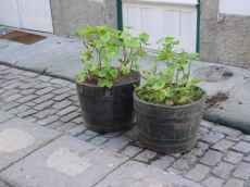 Vasos colocados no meio da rua durante a noite